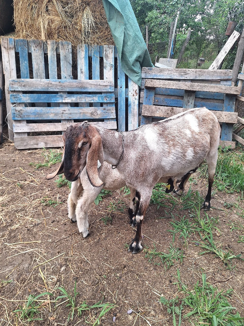 Capre anglonubiene de vânzare