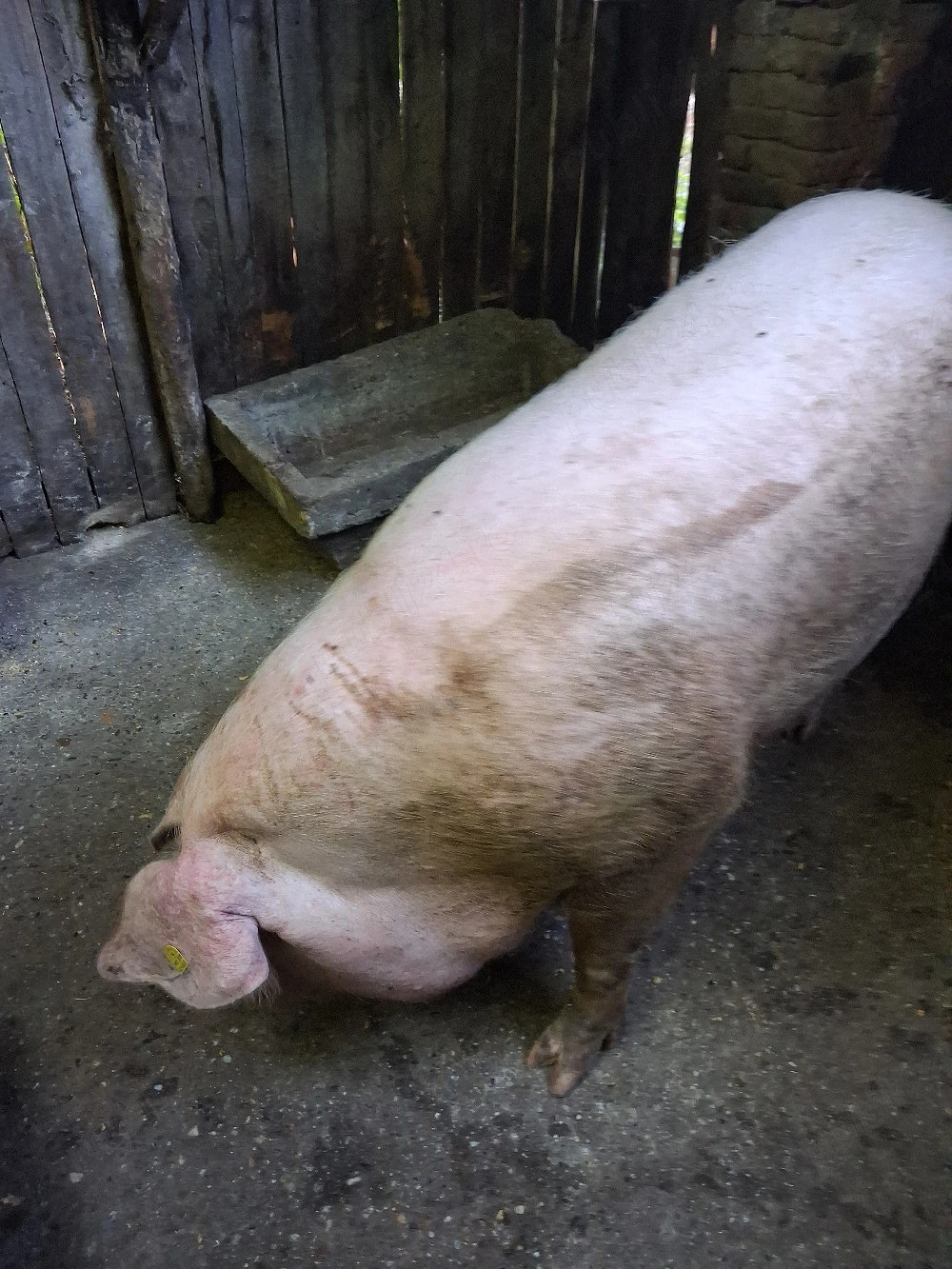 vand porc de carne 