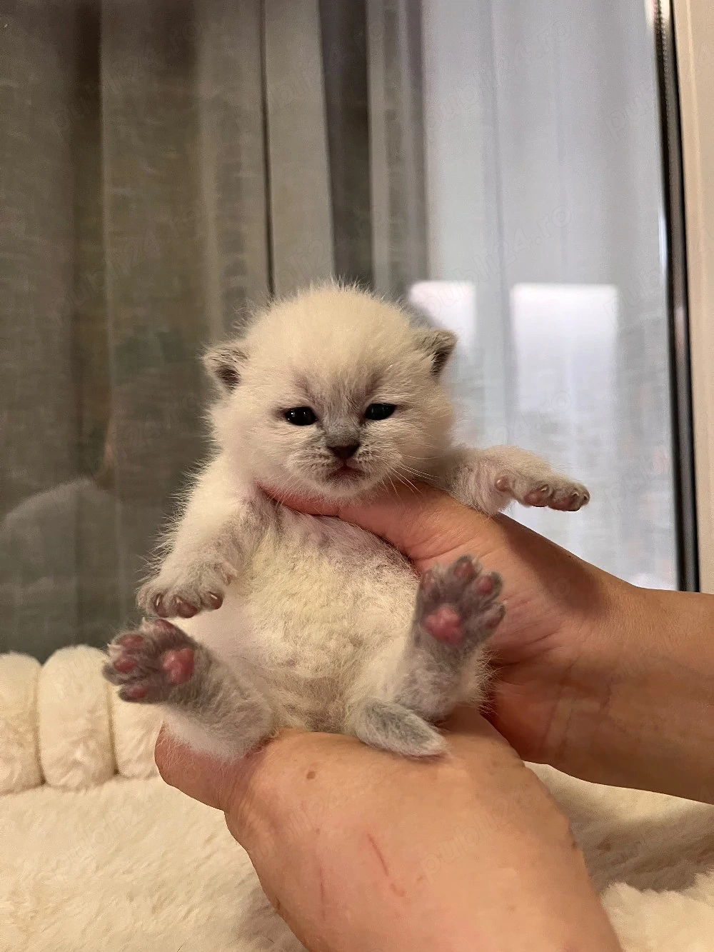 British shorthair colorpoint 