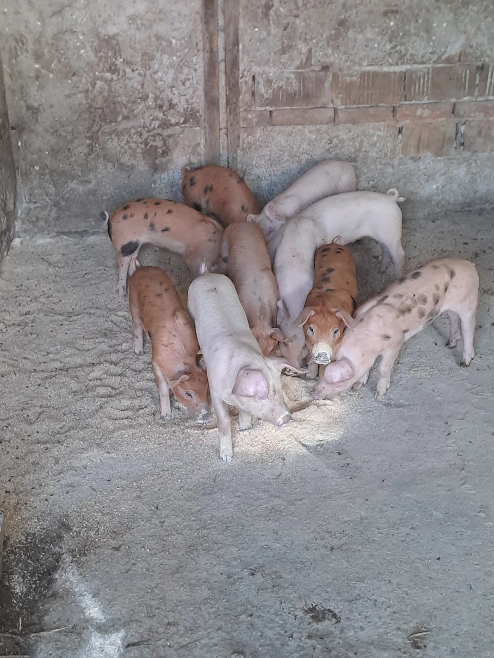 Purcei 8 săptămâni