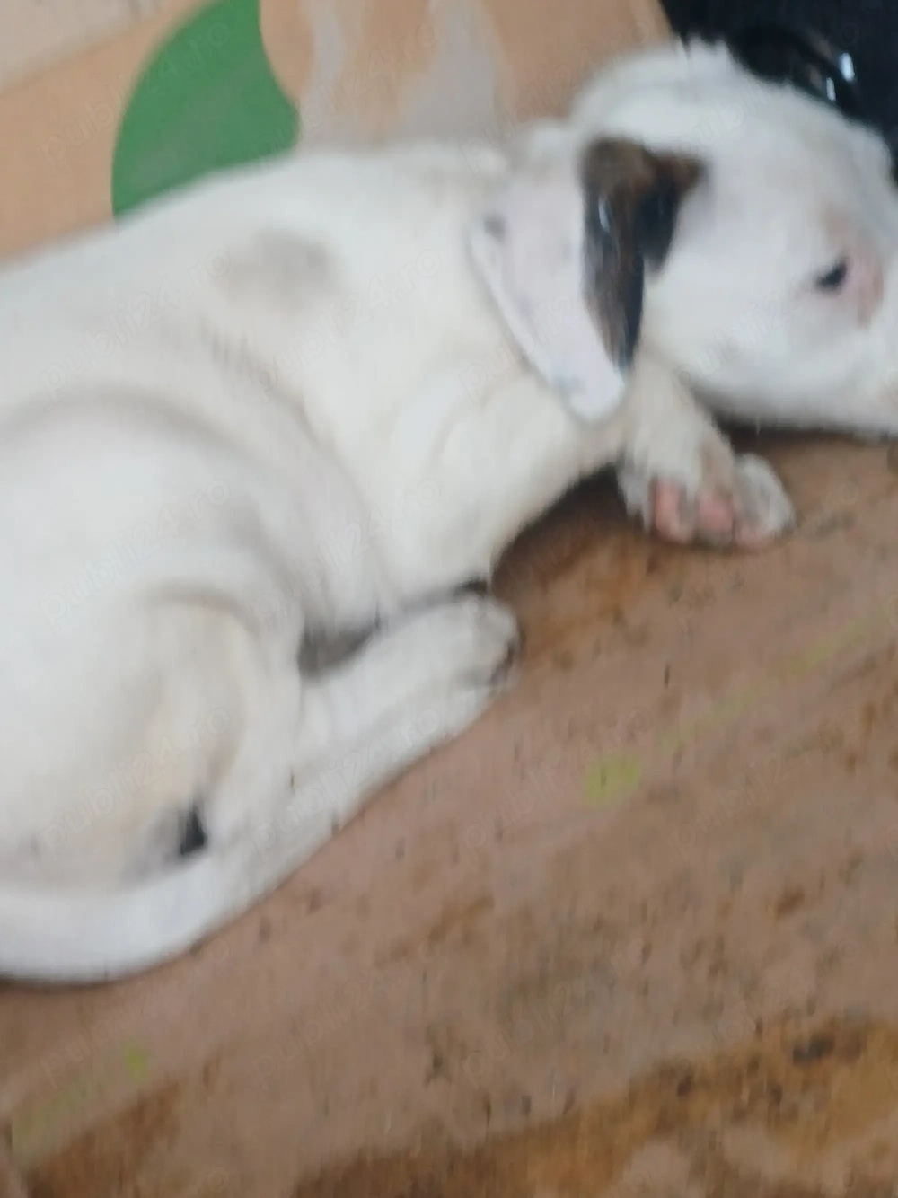 dogo argentino