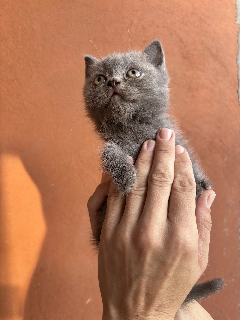 Disponibili 3 pisoiași British Shorthair blue
