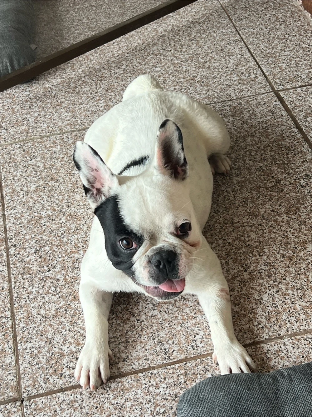 Buldog francez speciala 