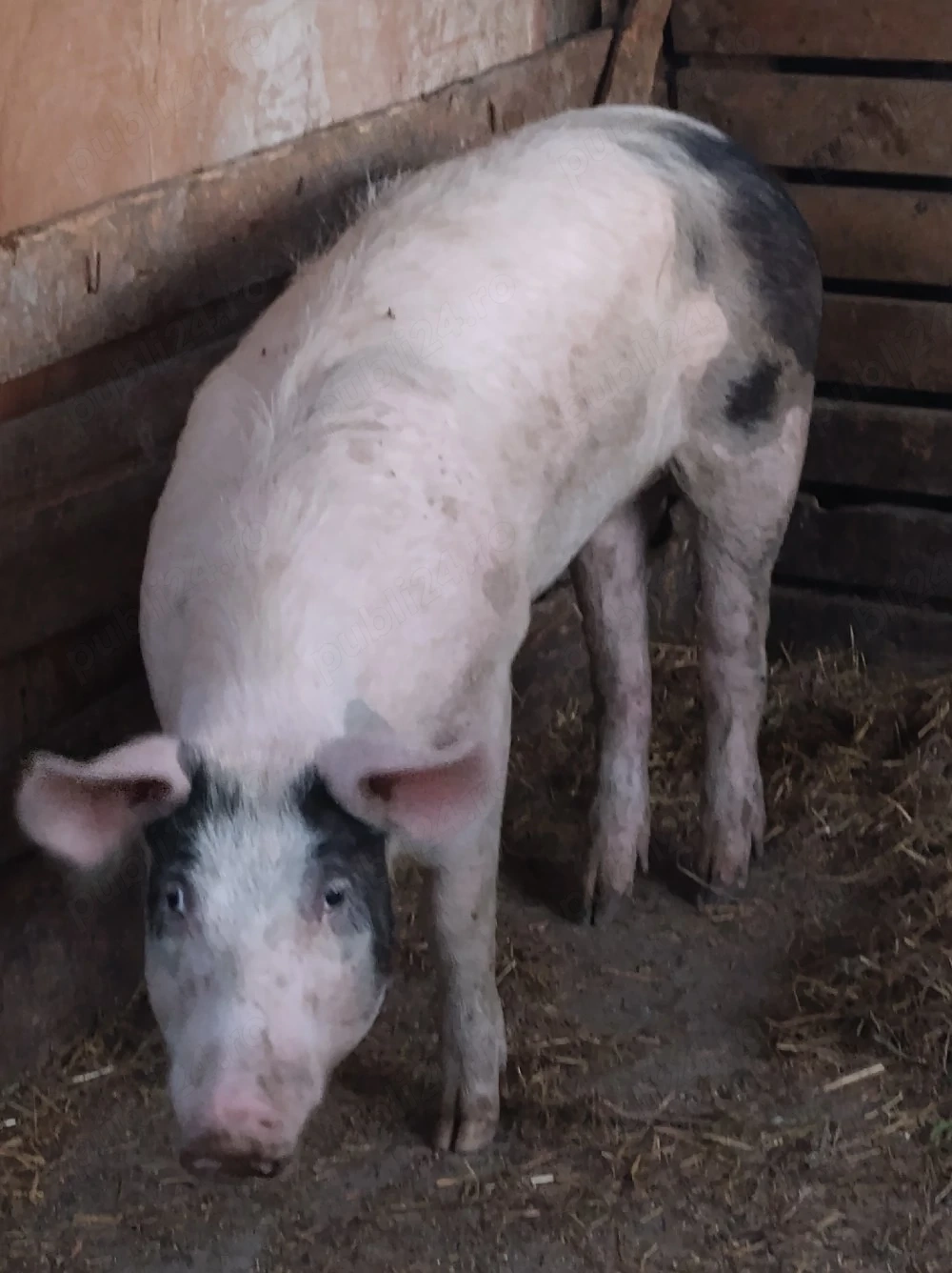 porc.      