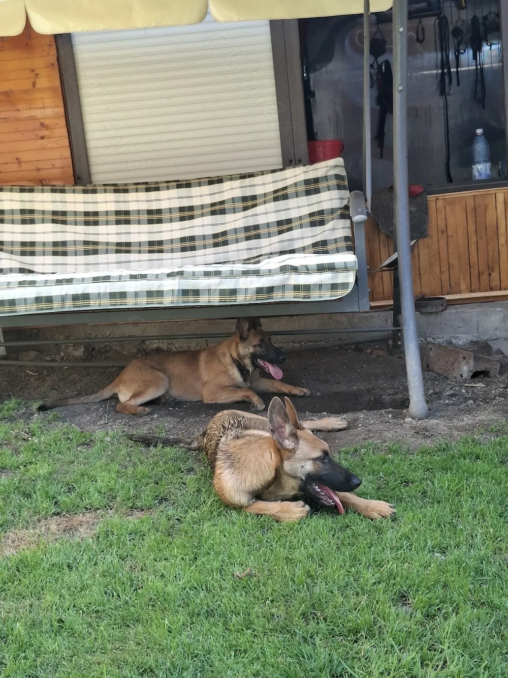 Cățea de ciobănesc belgian de malinois 