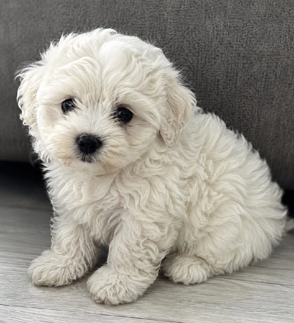 bichon frise 