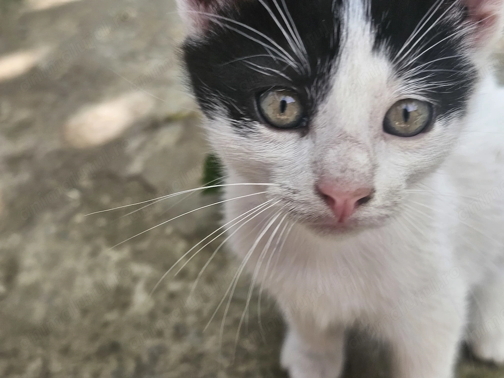 Adoptie motănel si sau separat mama pisica
