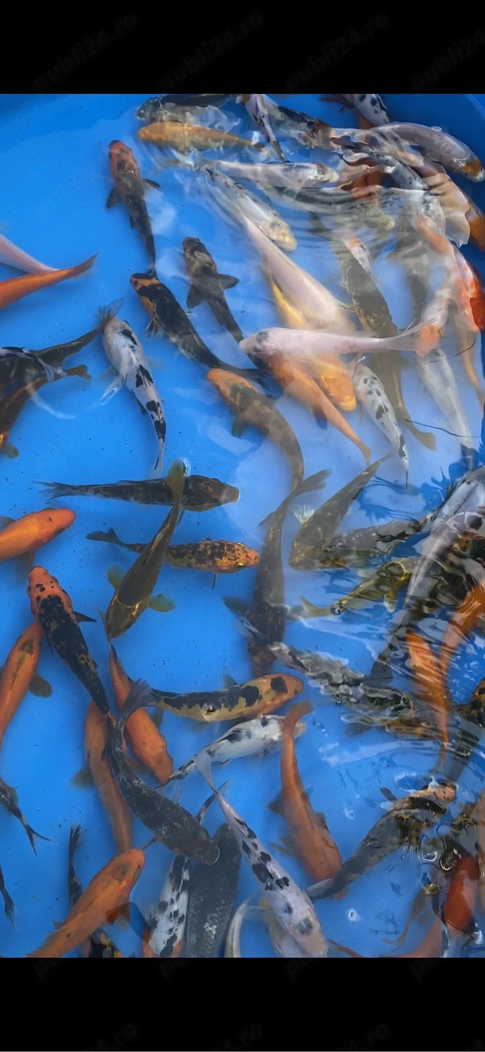 crapi koi 