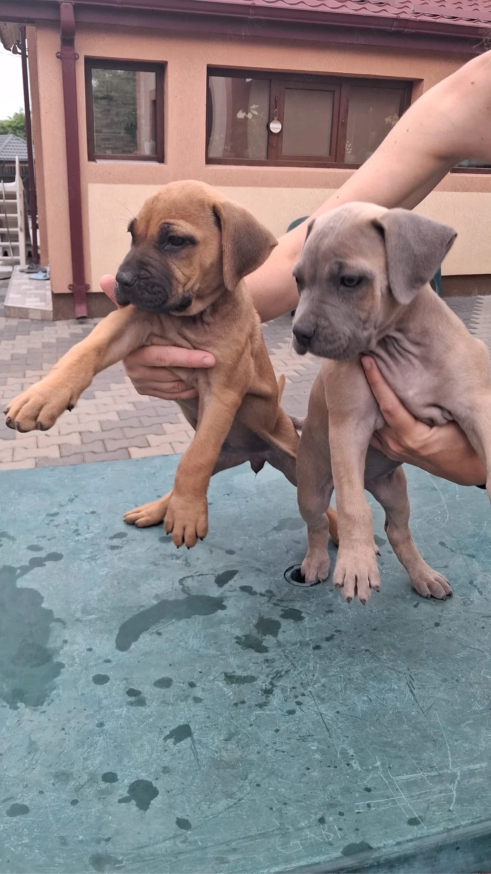 Pui Presa Canario