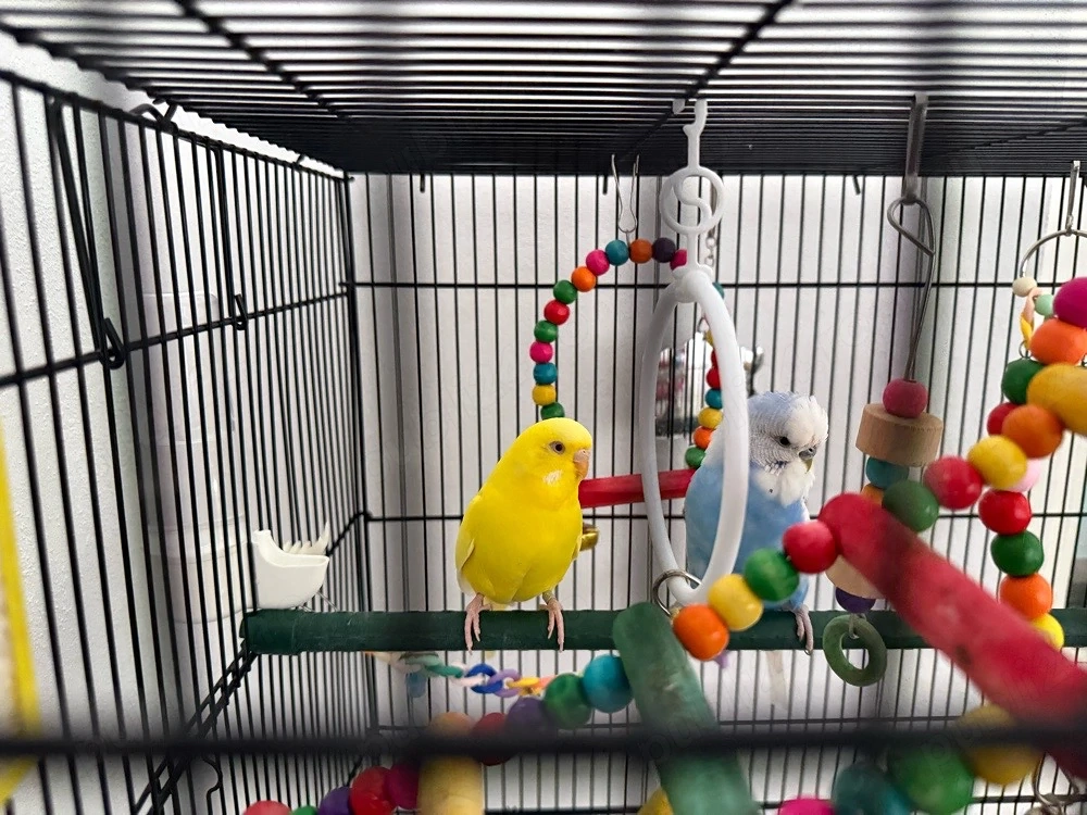 Vând colivie cu 7 perusi tineri și toate accesoriile necesare