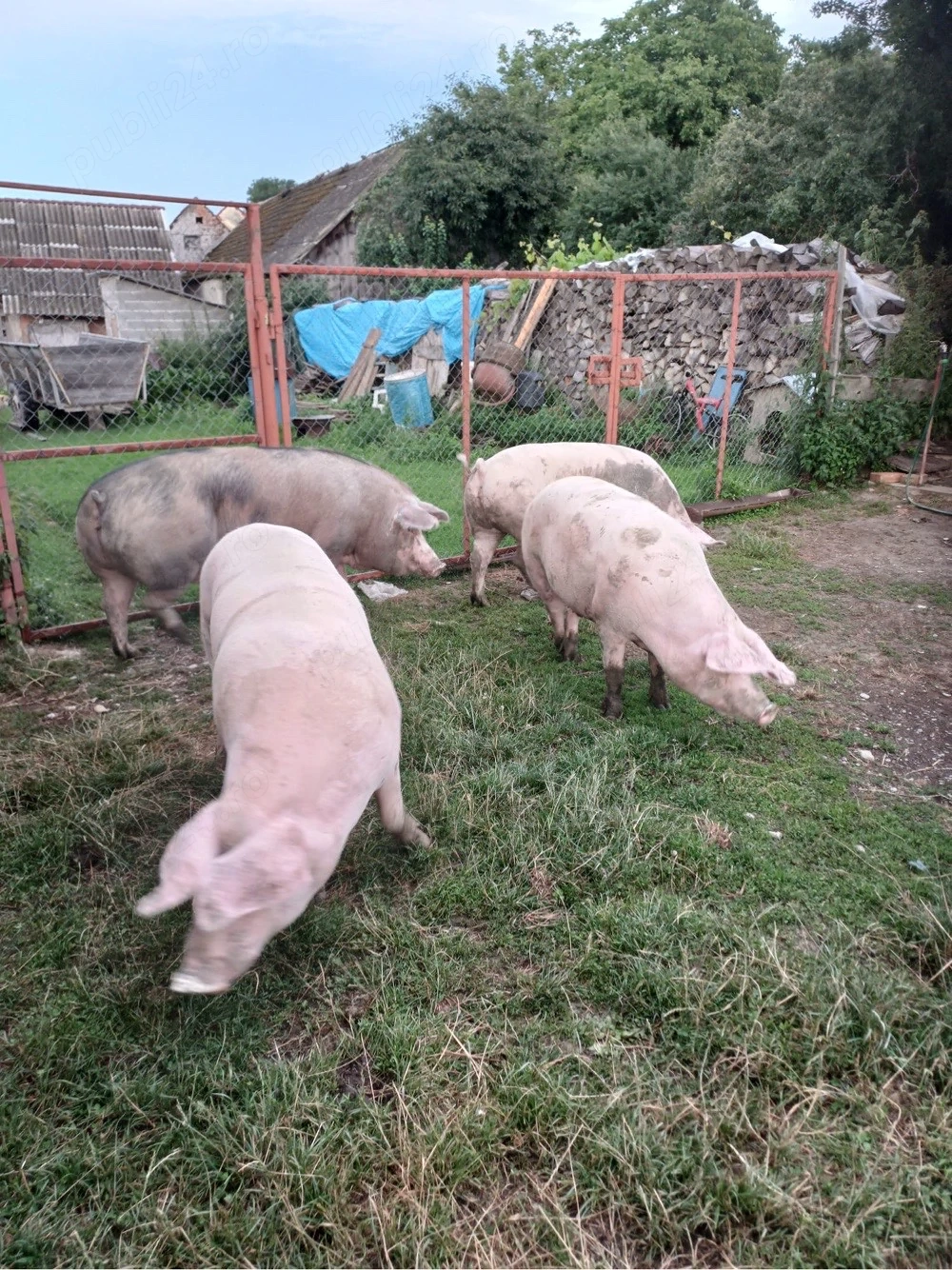 Vand porci