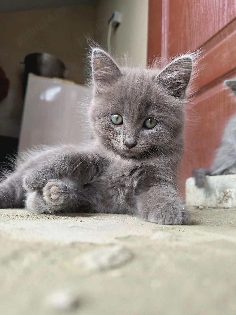 vînd pisică corcitură de bermanez este pisică una mai am 