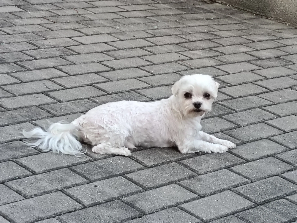 Maltezul,Un suflet alaturea