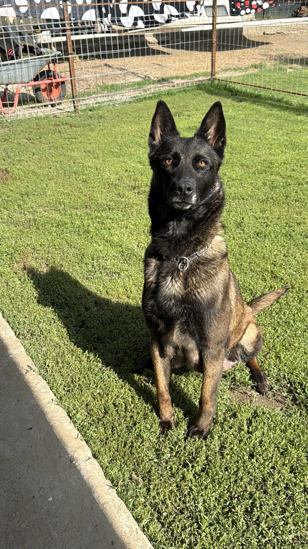 De vânzare Belgian Malinois 