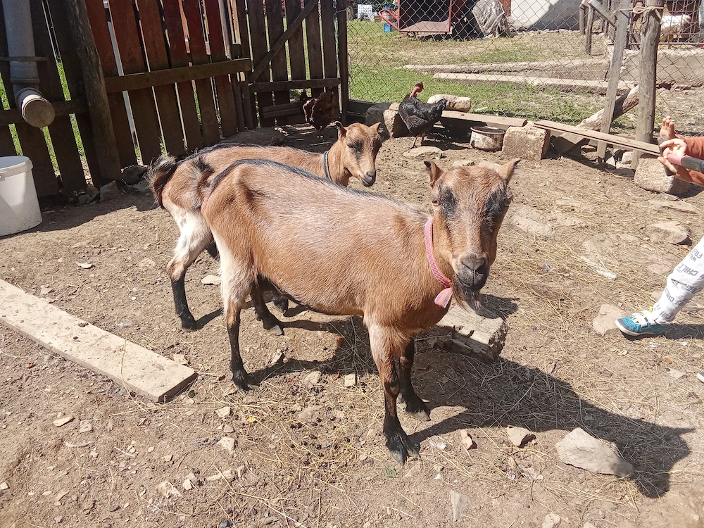 Vând capră la prima fătare cu ieduța 