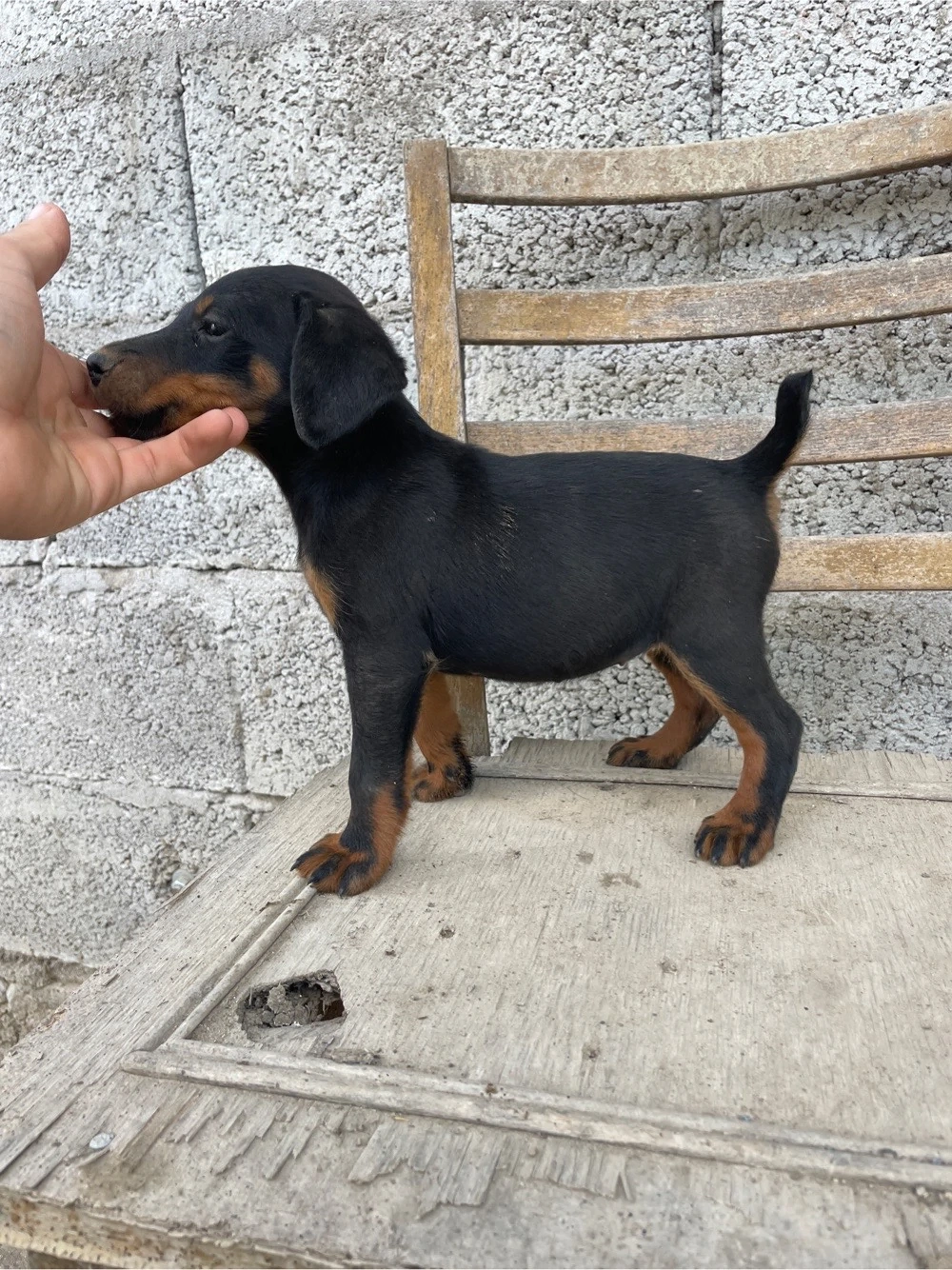 catei jagdterrier