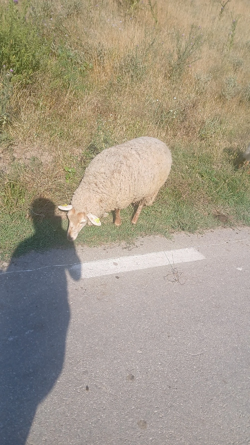 oii de vanzare 