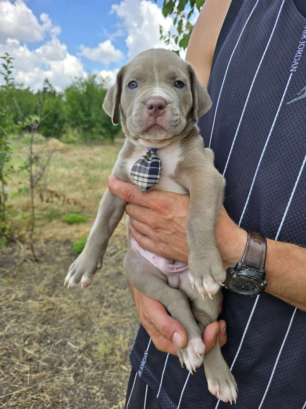 American bully Xl - 7 săptămâni