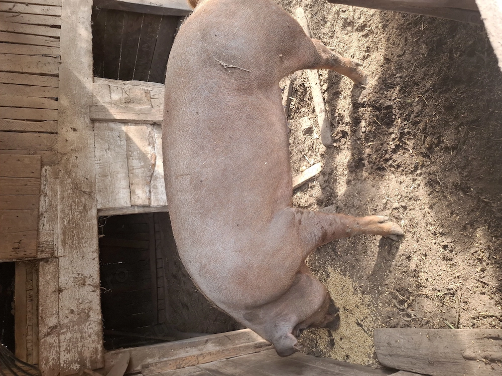 Porci de vanzare