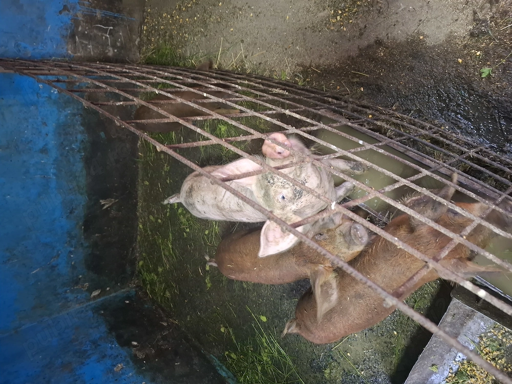 Vand purcei duroc