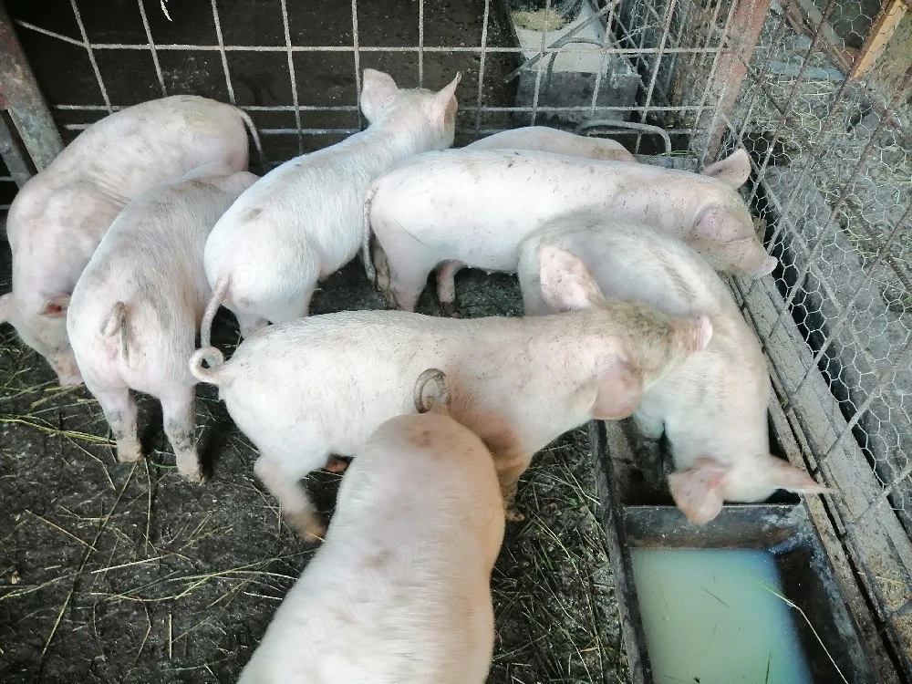 De vânzare 