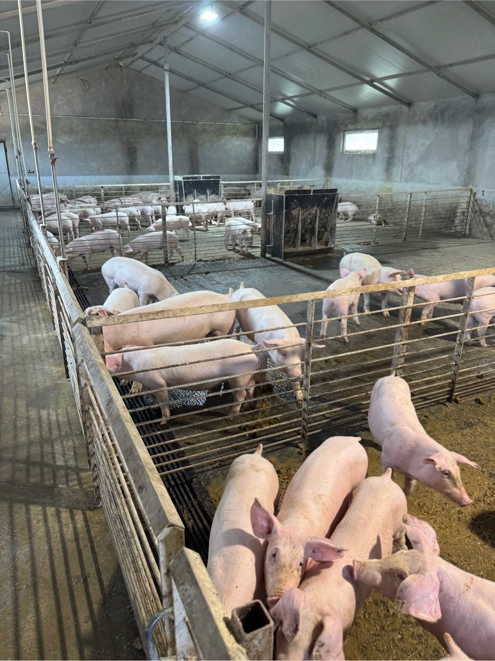 porci purcei de carne