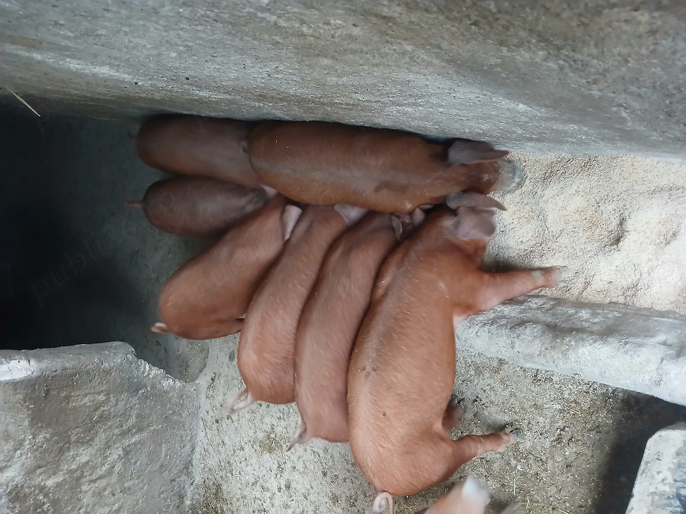 Vieruti si scrofite duroc