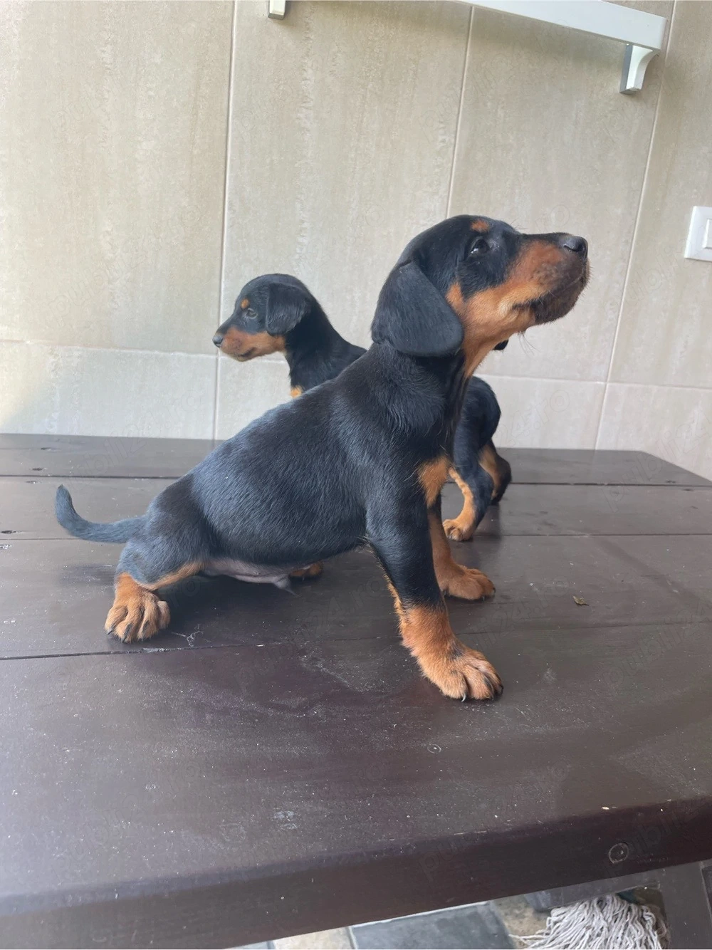 Jagdterrier Bacau 