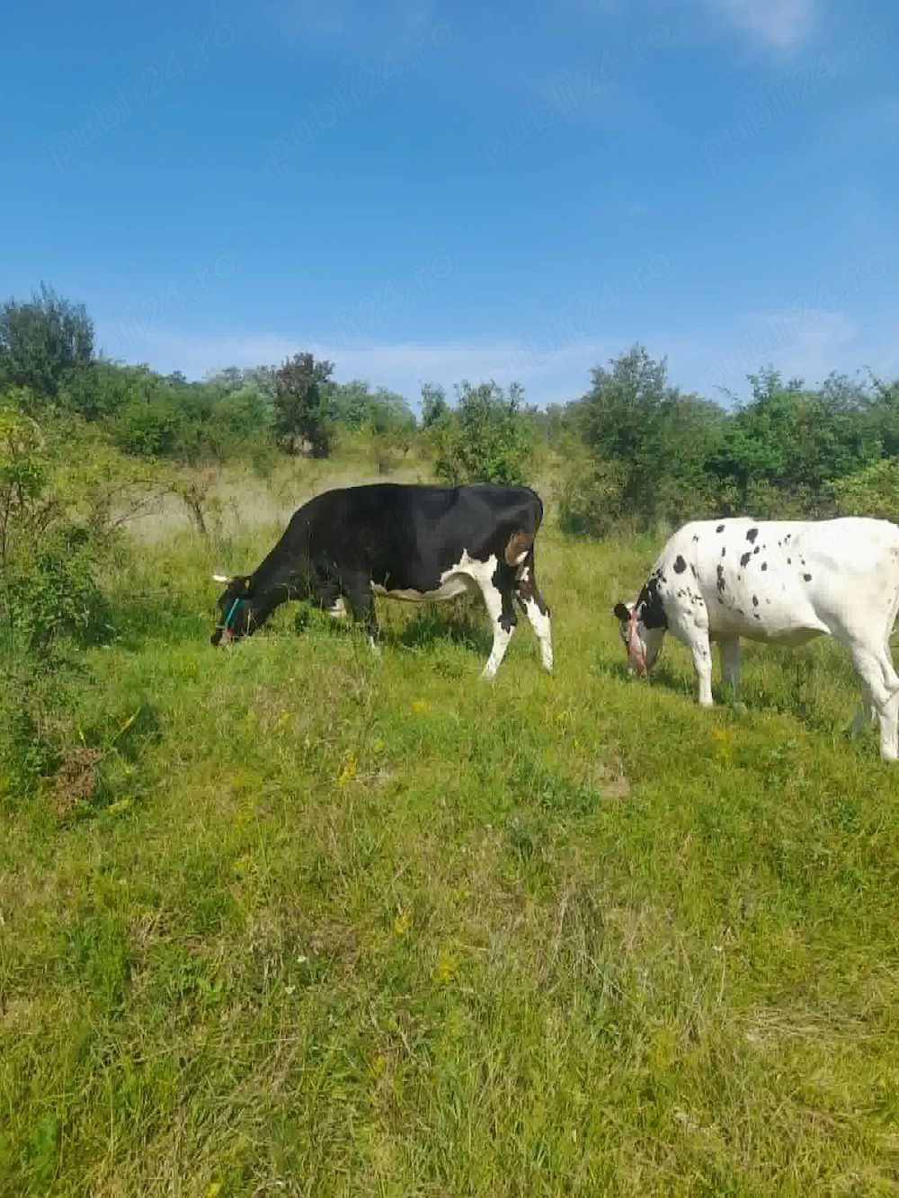 vand vaca si vitea