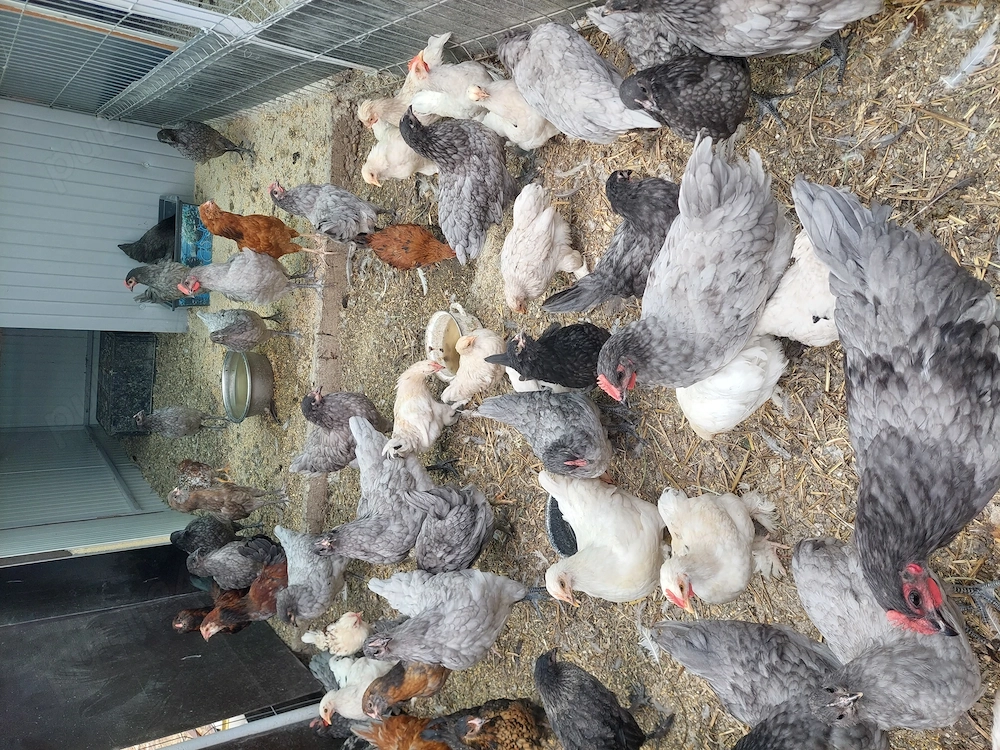 Vând pui Australorp și vorwerk 