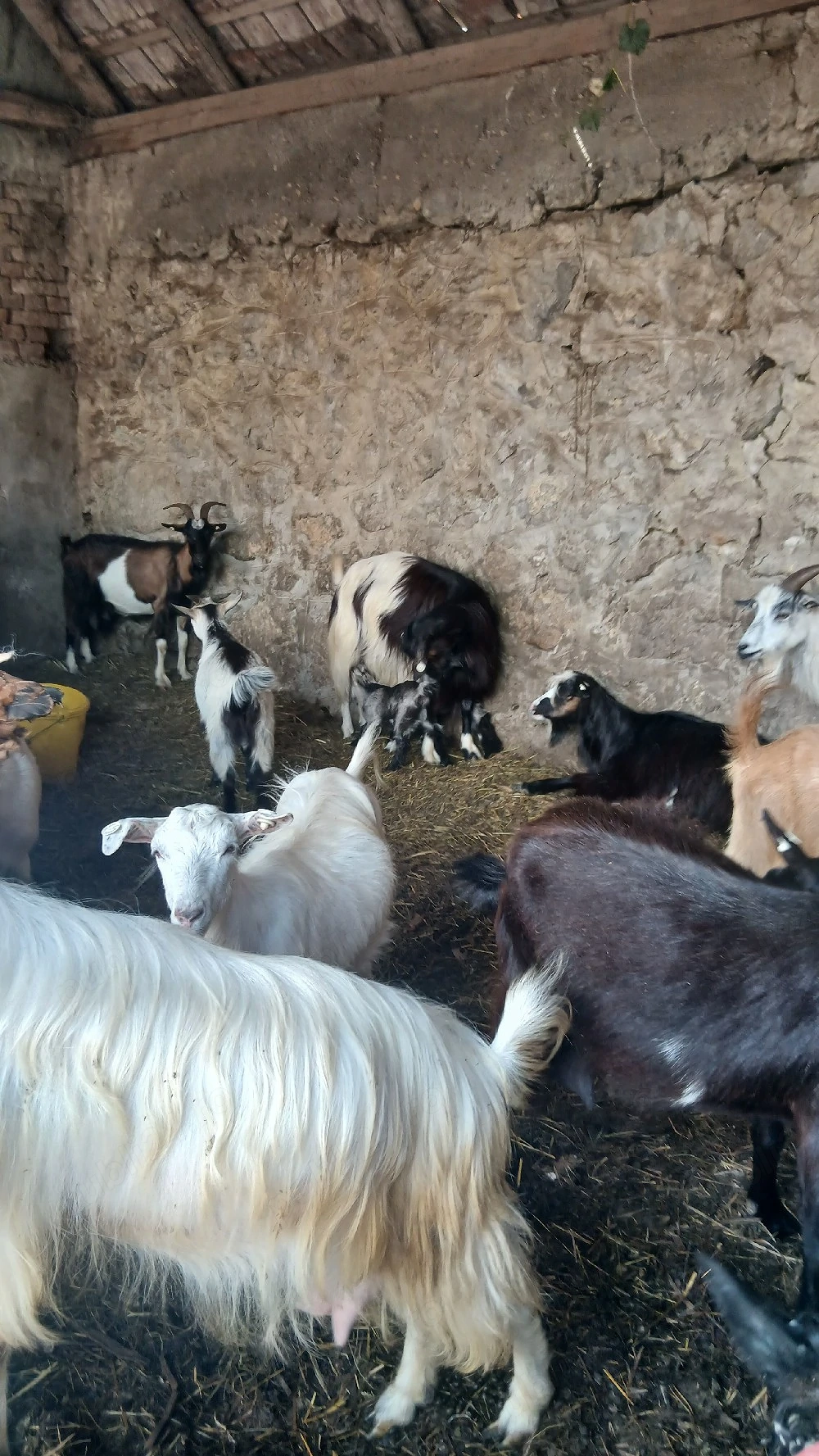 capre de vanzare 