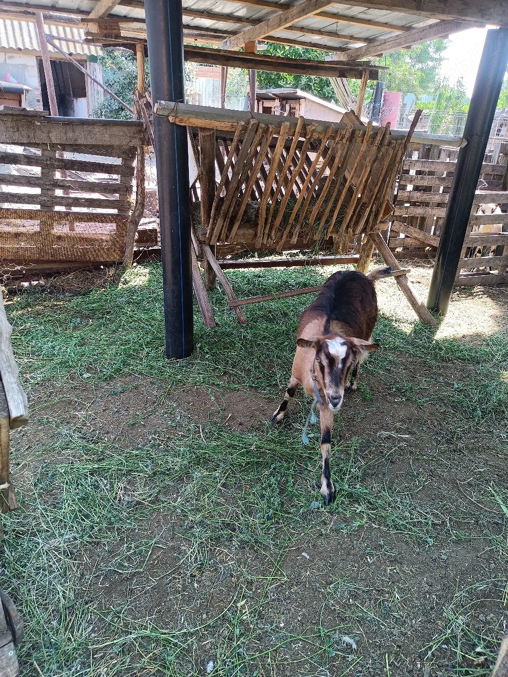 capra buna de lapte