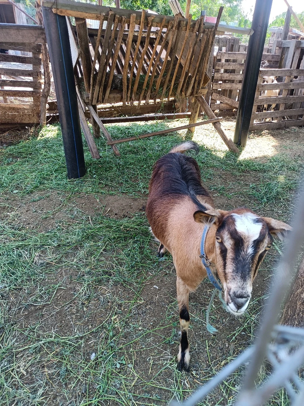 capra buna de lapte