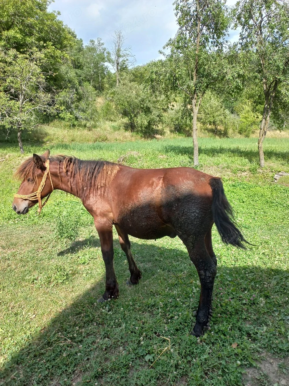  vand manzul din poze
