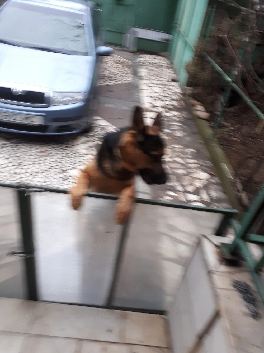 Ofer gratuit : Caine mascul , rasa ciobanesc german.