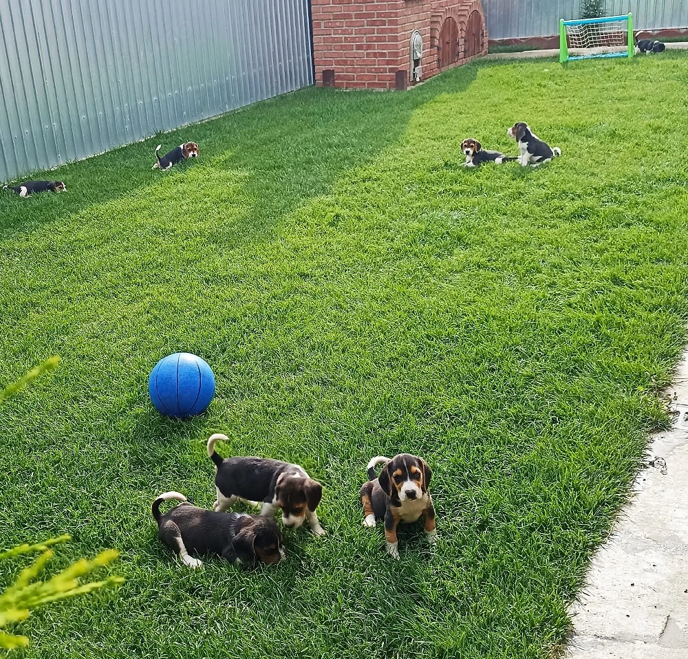 Beagle tricolor 