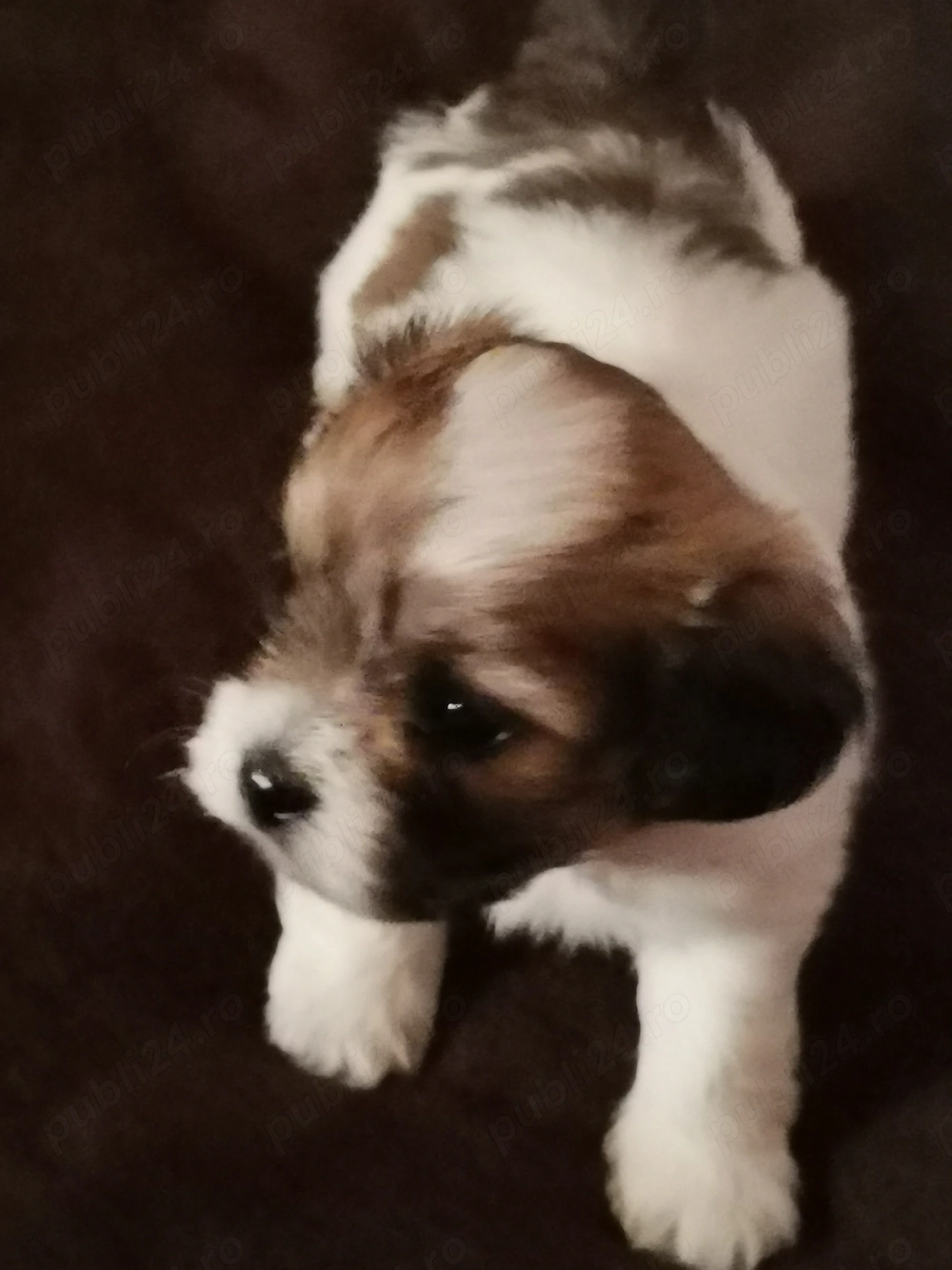 Donez 7 pui de căței, metiși Bichon   Pechinez, Timisoara