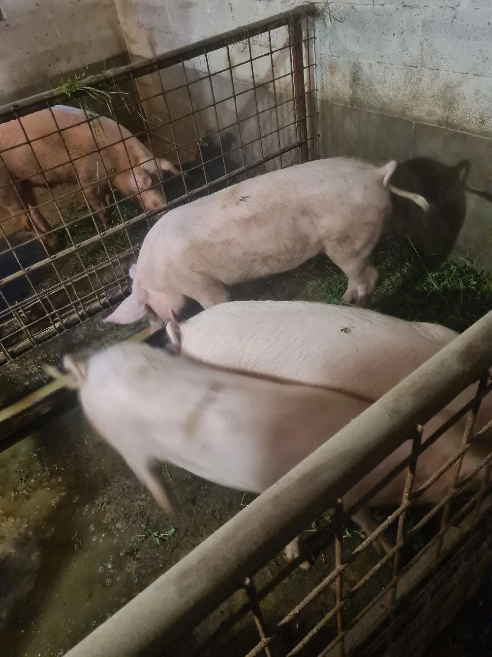 in jur de 70 de kg