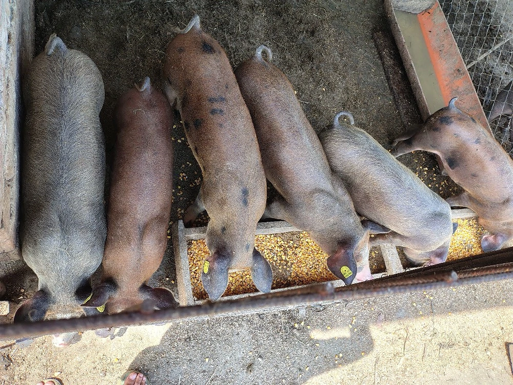 Vand soldani 550 bucata 