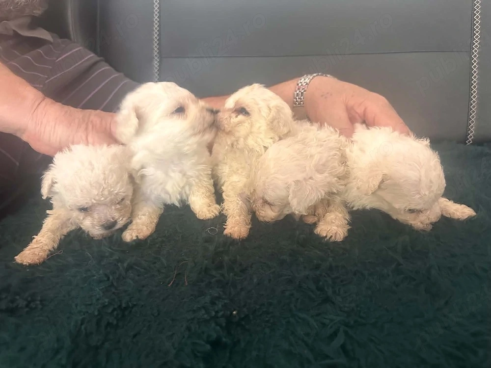 bichon 1 luna