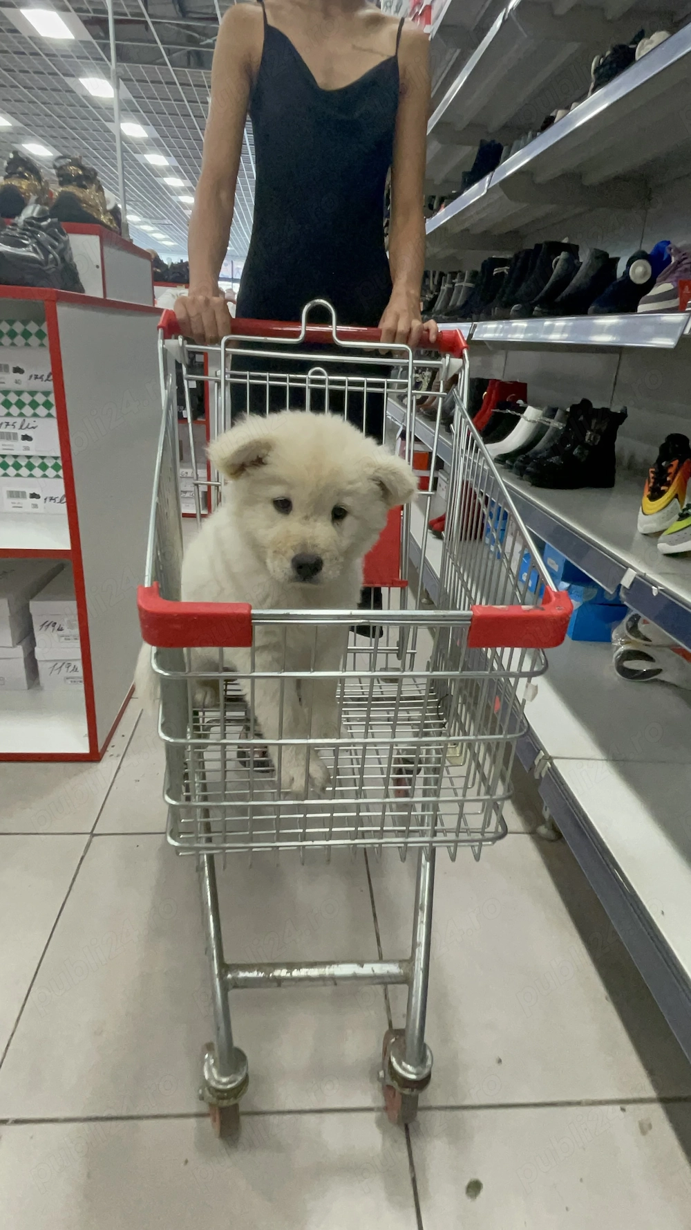Vând fetița Chow Chow 