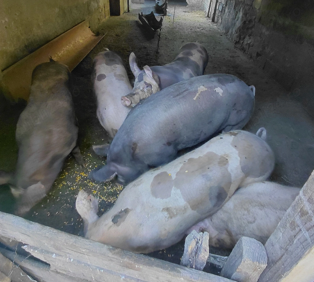 Porci ptr sacrificat