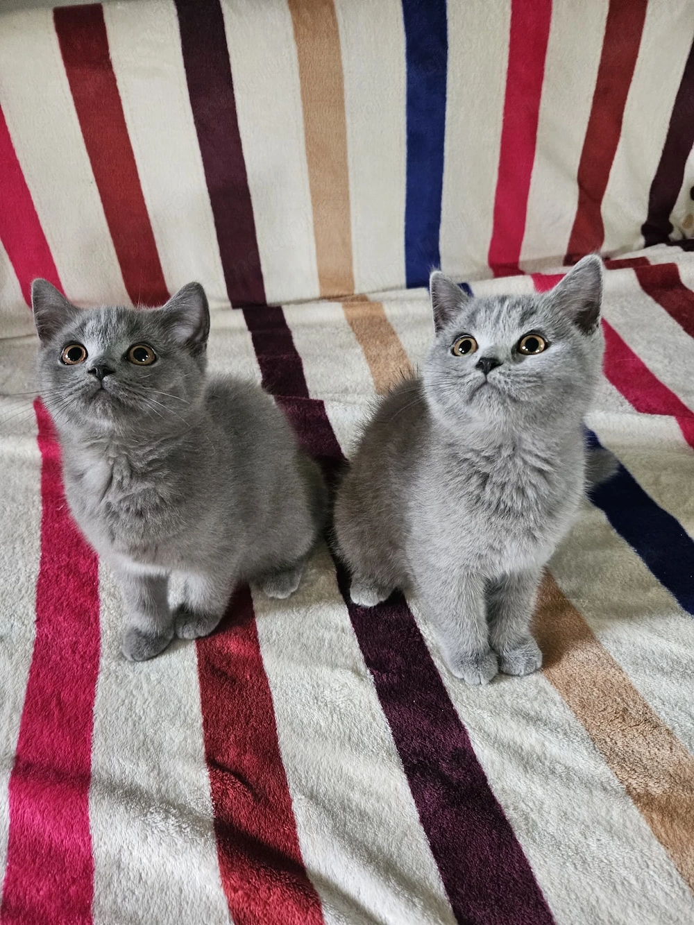 Pisica british shorthair 