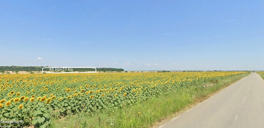 Teren de vanzare - 50 ha Ghimpati - Giugiu
