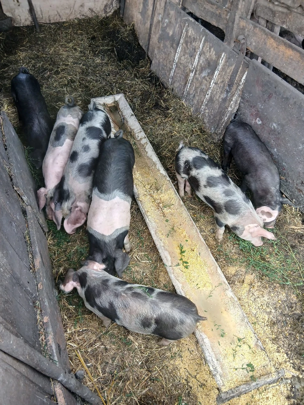de vânzare 7 bucăți vaccinați mânca orice bobe faina etc preț 250 lei bucata unul cu altul 20 25 kg 