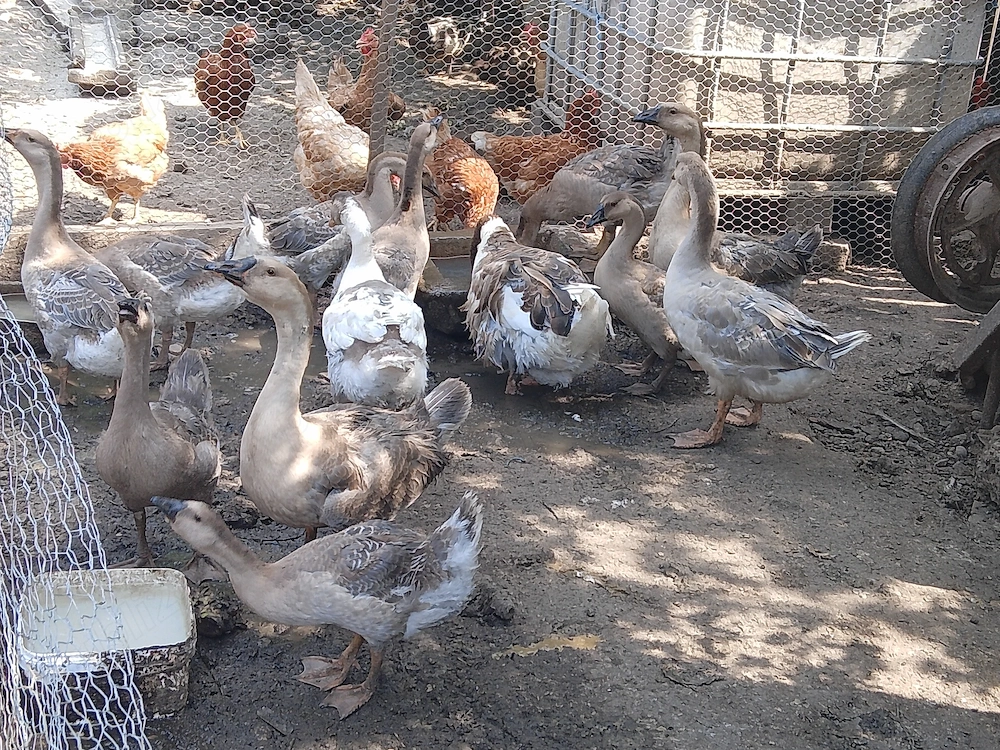 Gâște tineret de vânzare 