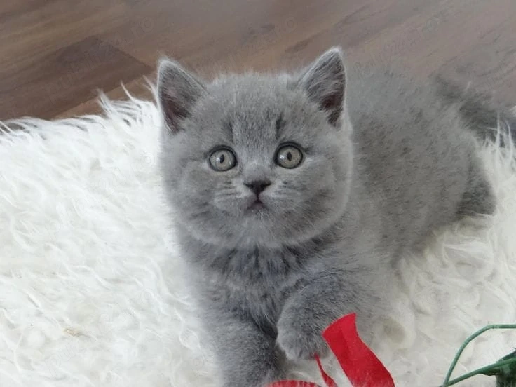 British Shorthair blue