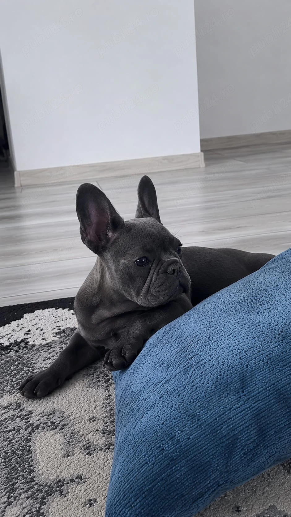 Bulldog Francez femelă blue disponibilă 