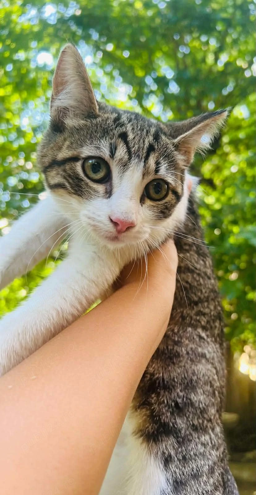 Donez 3 pui de pisica de 4 luni, ingrijiti si frumosi