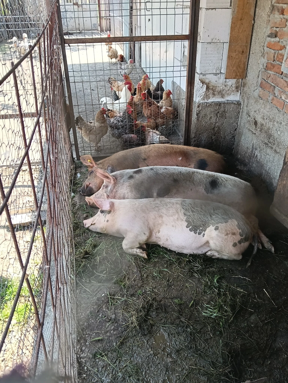 Porci de vânzare 80-100 -120kg  crescuți  natural Cosoveni Dolj